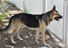 Nelson, a black and tan german shepherd