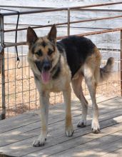 Nelson, a black and tan german shepherd