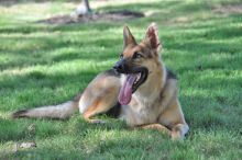 Niya, a black and tan german shepherd