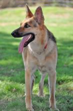 Niya, a black and tan german shepherd