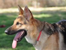 Niya, a black and tan german shepherd