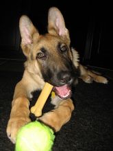 Noah, a black and tan german shepherd puppy