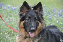 Oso, a black and tan german shepherd