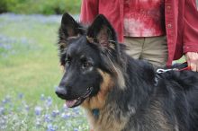 Oso, a black and tan german shepherd