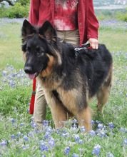 Oso, a black and tan german shepherd