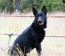 PJ, a black german shepherd