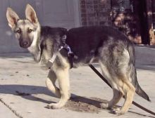 Portia, a sliver and black german shepherd