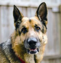 Rambo, a black and tan german shepherd