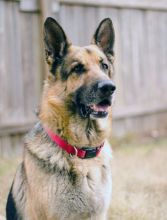 Rambo, a black and tan german shepherd