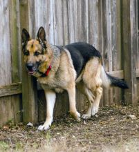 Rambo, a black and tan german shepherd