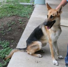 Reg, a black and tan german shepherd