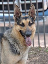 Reggie, a black and tan german shepherd