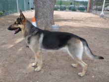 Reggie, a black and tan german shepherd