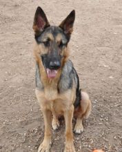 Rena, a black and tan german shepherd