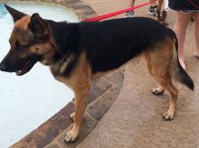 Rigley, a black and tan german shepherd