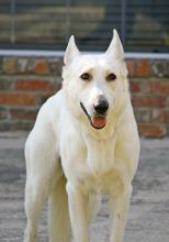 Riley, a white german shepherd