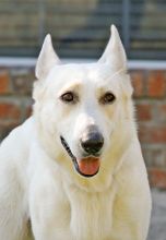 Riley, a white german shepherd