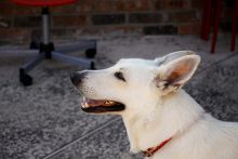 Riley, a white german shepherd