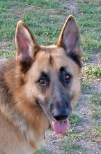 Rio, a black and tan german shepherd