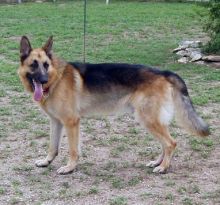 Rio, a black and tan german shepherd