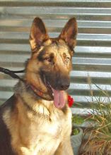 Rock, a black and tan german shepherd