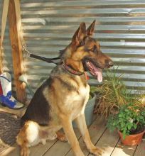 Rock, a black and tan german shepherd