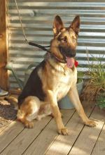 Rock, a black and tan german shepherd