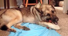 Rocky, a black and tan german shepherd