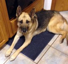 Rocky, a black and tan german shepherd