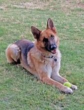 Rocky, a black and tan german shepherd