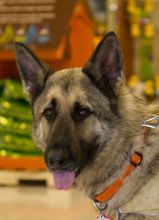 Rocky, a black and tan german shepherd