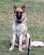 Rocky, a black and tan german shepherd sitting