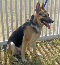 Rocky, a black and tan german shepherd