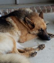 Rocky, a black and tan german shepherd sleeping