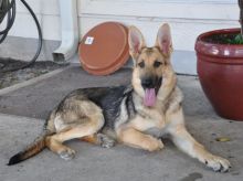 Rosie, a black and tan german shepherd