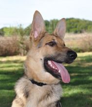 Rosie, a black and tan german shepherd