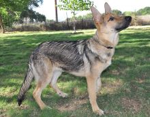 Rosie, a black and tan german shepherd