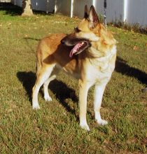 Roxie, a black and tan german shepherd