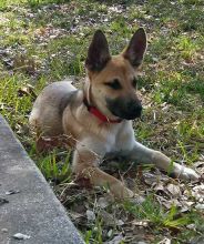 Ruby, a tan and black german shepherd puppy