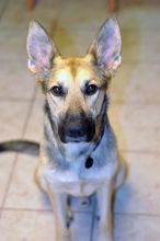 Rufus, a black and tan german shepherd