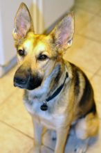 Rufus, a black and tan german shepherd