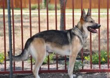 Rufus, a black and tan german shepherd