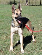 Sadie, a black & tan shepherd