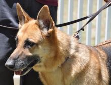 Sam, a black and tan german shepherd