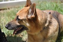 Sam, a black and tan german shepherd