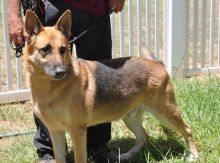 Sam, a black and tan german shepherd