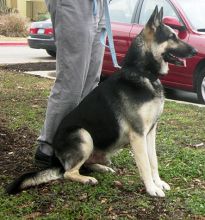 Sammy, a  black and cream German shepherd