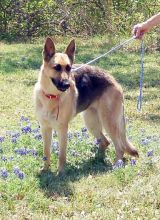 Sari, a black and tan german shepherd