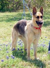 Sari, a black and tan german shepherd