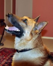 Semper, a black and tan german shepherd